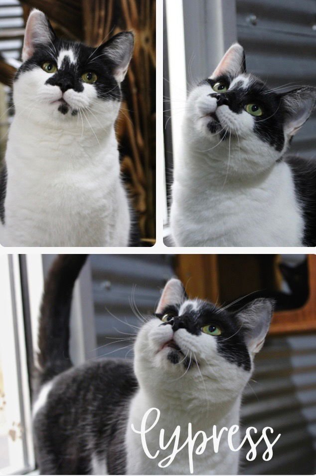 CYPRESS - SILO - Domestic Short Hair available for adoption