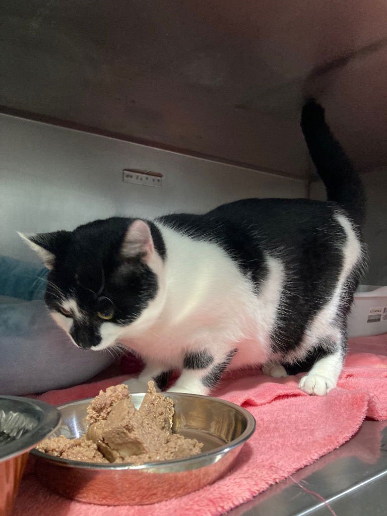 CYPRESS - SILO - Domestic Short Hair available for adoption