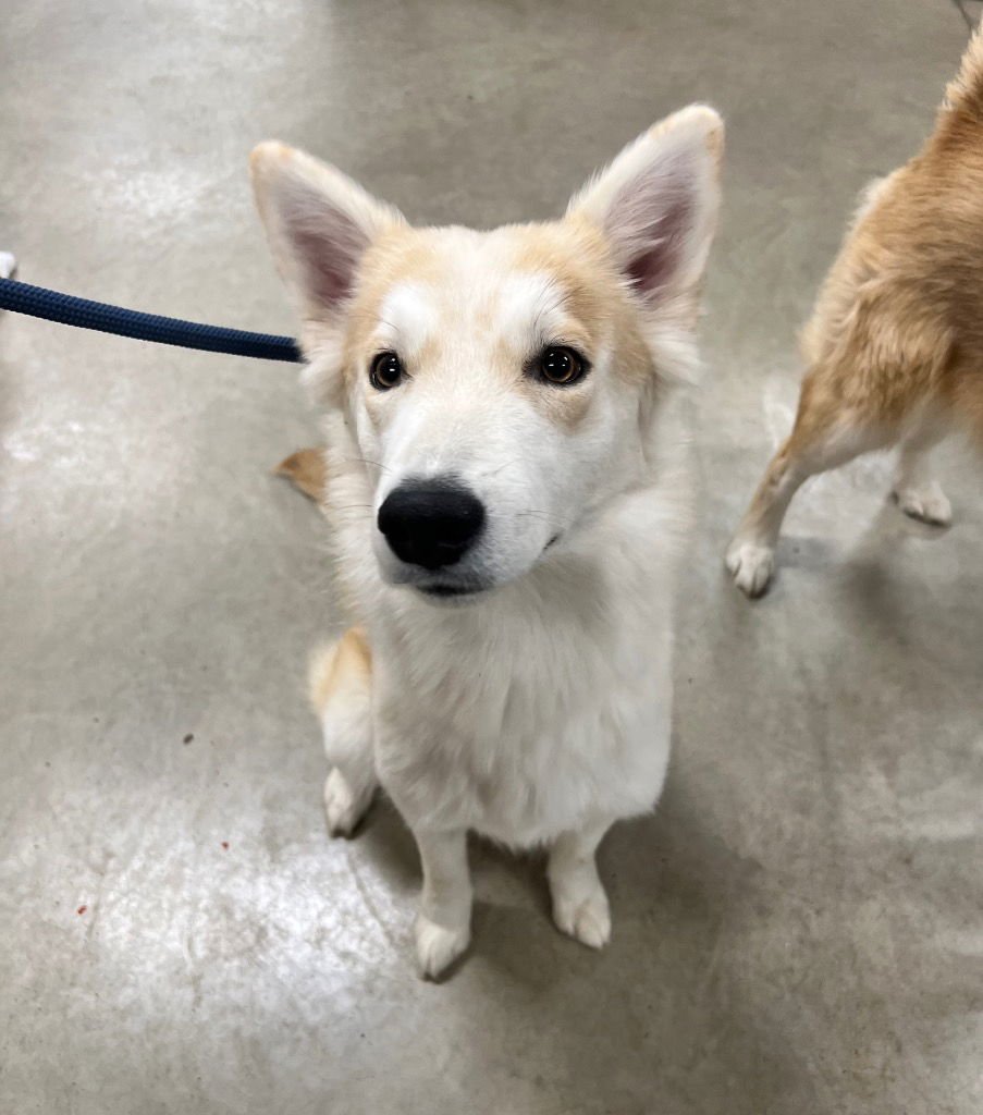 BAMBI - Husky / Retriever available for adoption