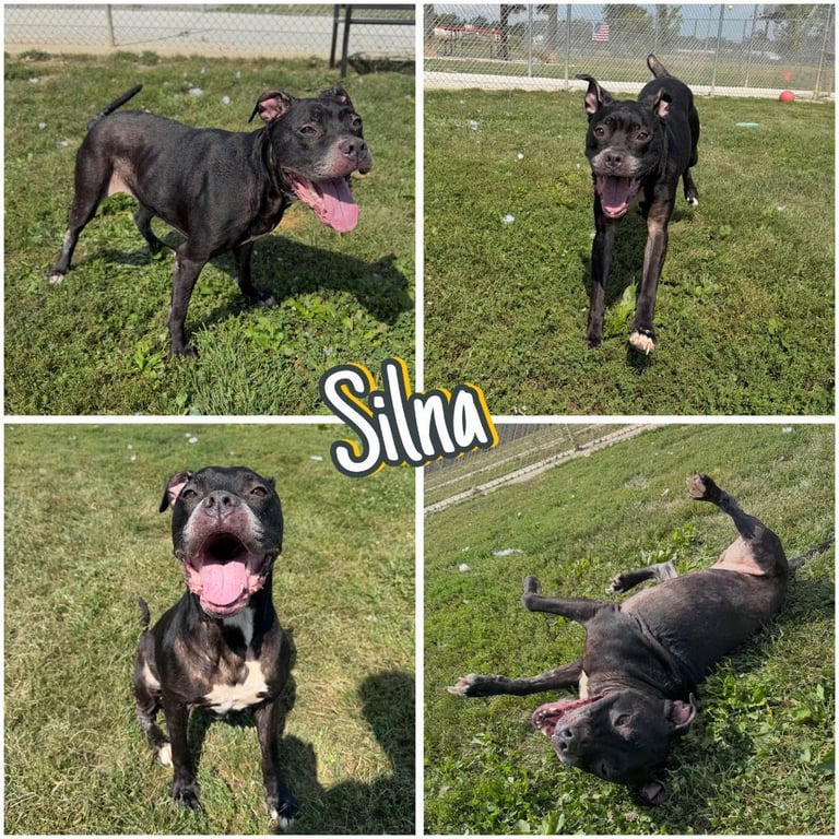 Silna Image