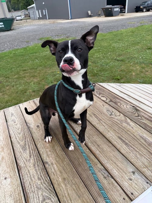 DODGER - American Staffordshire Terrier available for adoption