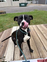 Dodger - Photo 4