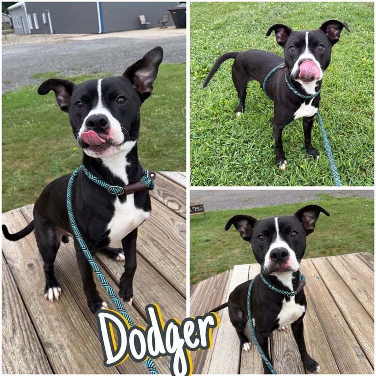 Dodger Image