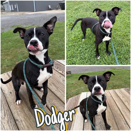 DODGER - American Staffordshire Terrier available for adoption