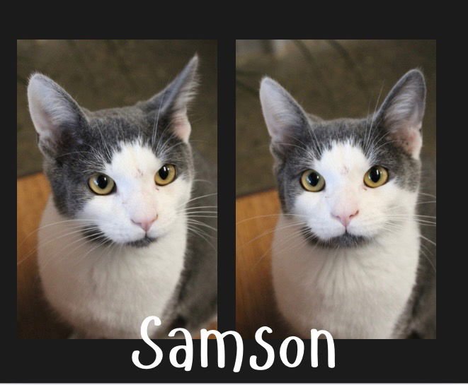 SAMSON - Domestic Short Hair available for adoption