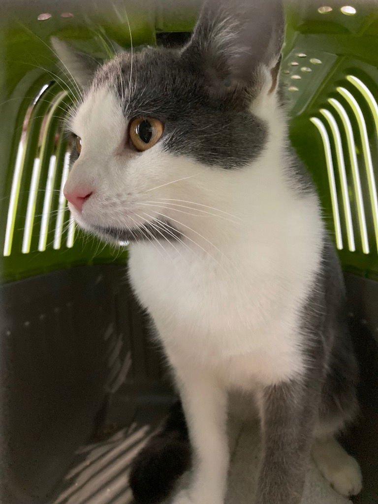 SAMSON - Domestic Short Hair available for adoption