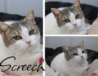 Screech- SPONSORED - Photo 2