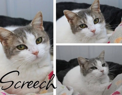 SCREECH- SPONSORED - Domestic Short Hair available for adoption