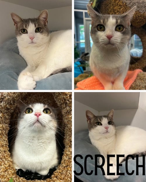 SCREECH- SPONSORED - Domestic Short Hair available for adoption