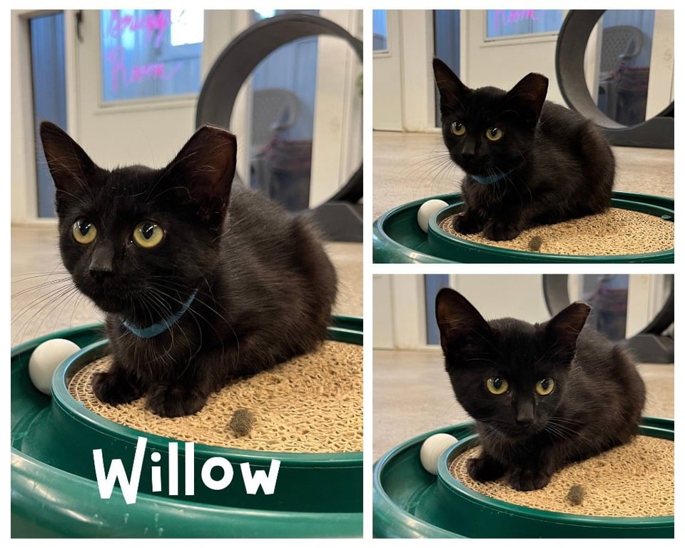 Willow Image