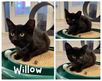 Willow - Photo 1