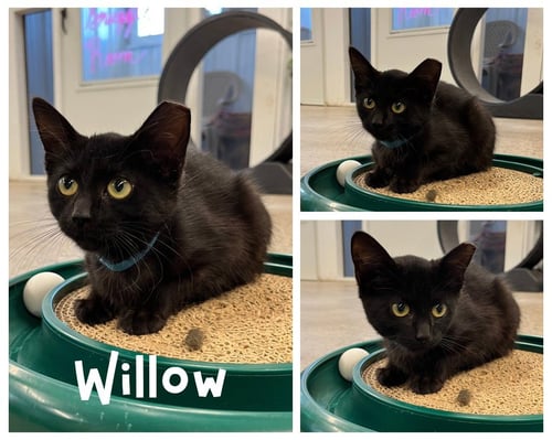 WILLOW - Domestic Short Hair available for adoption