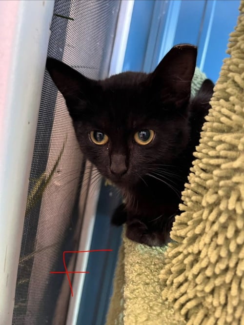 WILLOW - Domestic Short Hair available for adoption