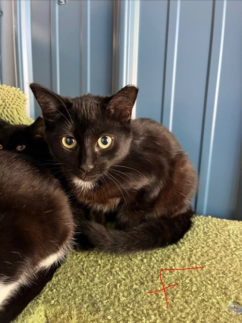 IRIS - Domestic Short Hair available for adoption