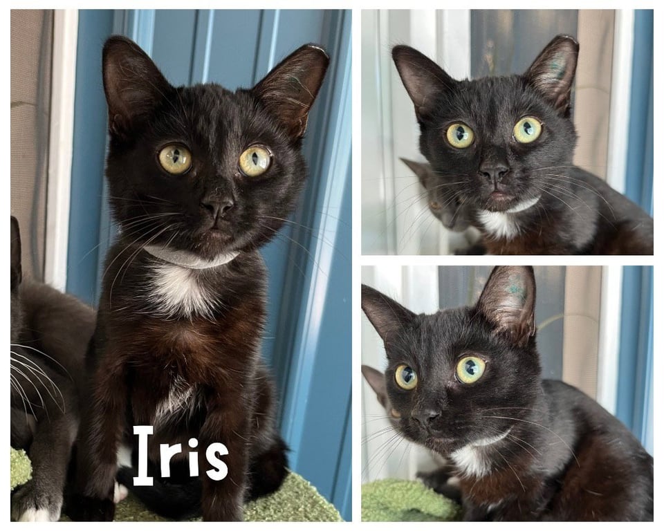 Iris Image