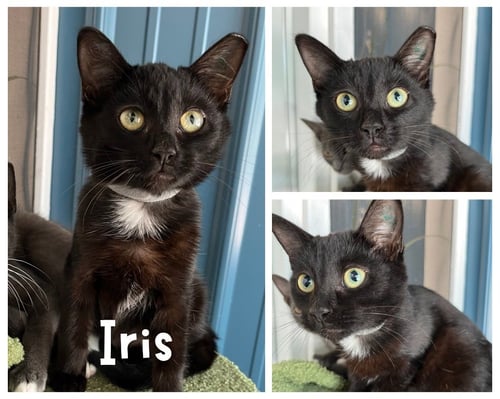 IRIS - Domestic Short Hair available for adoption