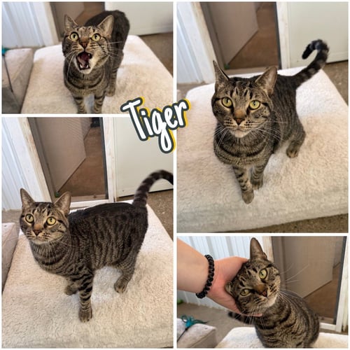 TIGER - SPONSORED - Domestic Short Hair available for adoption