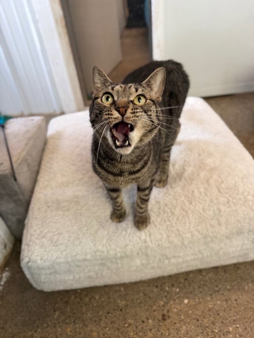 TIGER - SPONSORED - Domestic Short Hair available for adoption