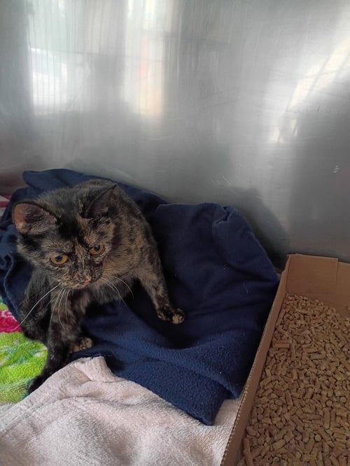 BP - Domestic Short Hair available for adoption