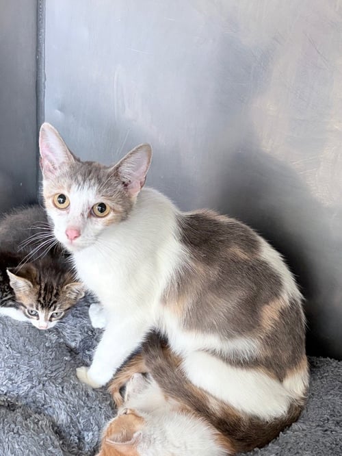 GWEN- RETIRED MOMMA - Domestic Short Hair available for adoption