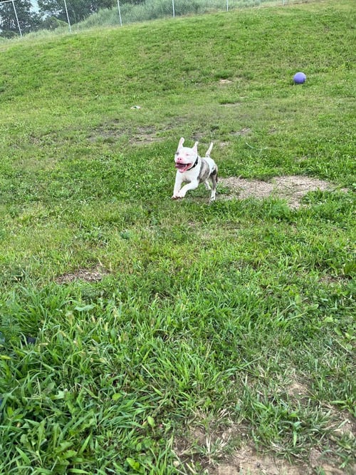 BUBBA - American Staffordshire Terrier available for adoption