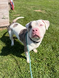 Bubba - Photo 4
