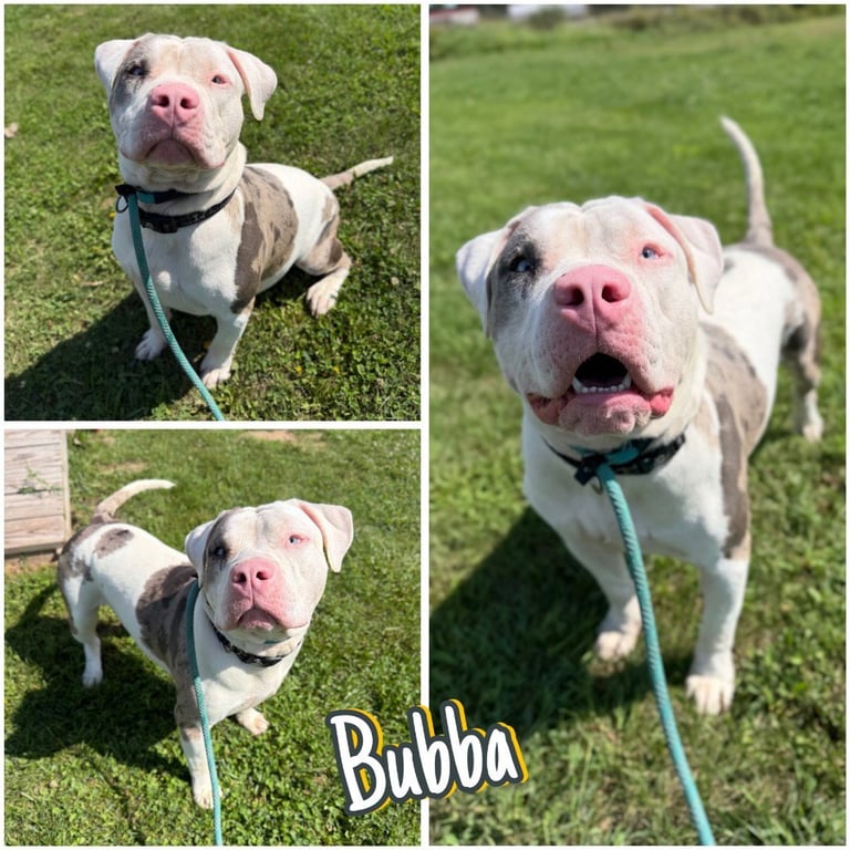 Bubba Image