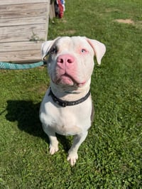 Bubba - Photo 3