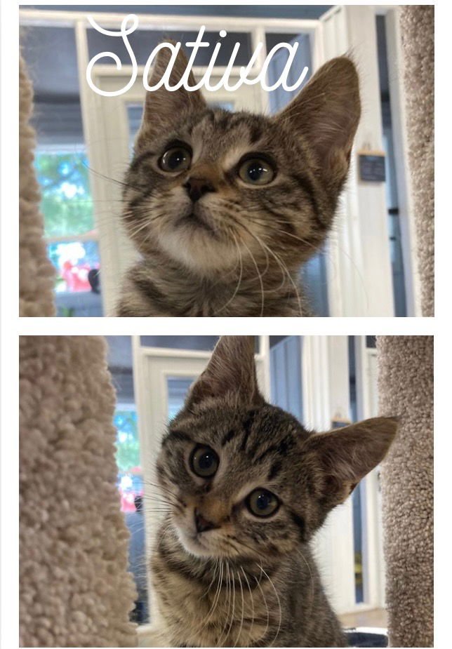SATIVA - Domestic Short Hair available for adoption