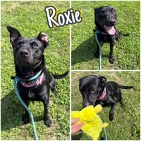 Roxie - Photo 1