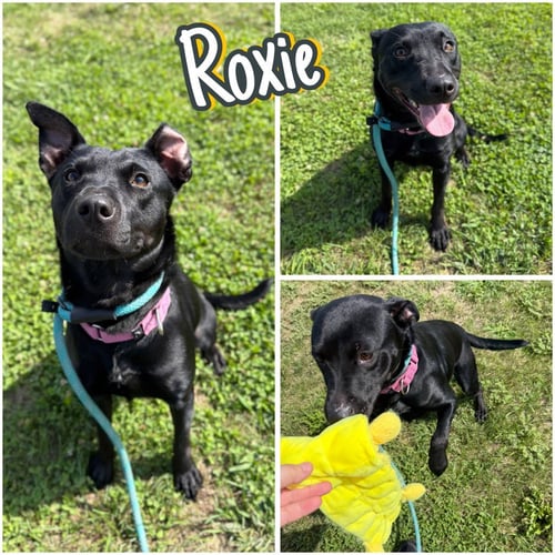 ROXIE - Australian Cattle Dog/Blue Heeler available for adoption
