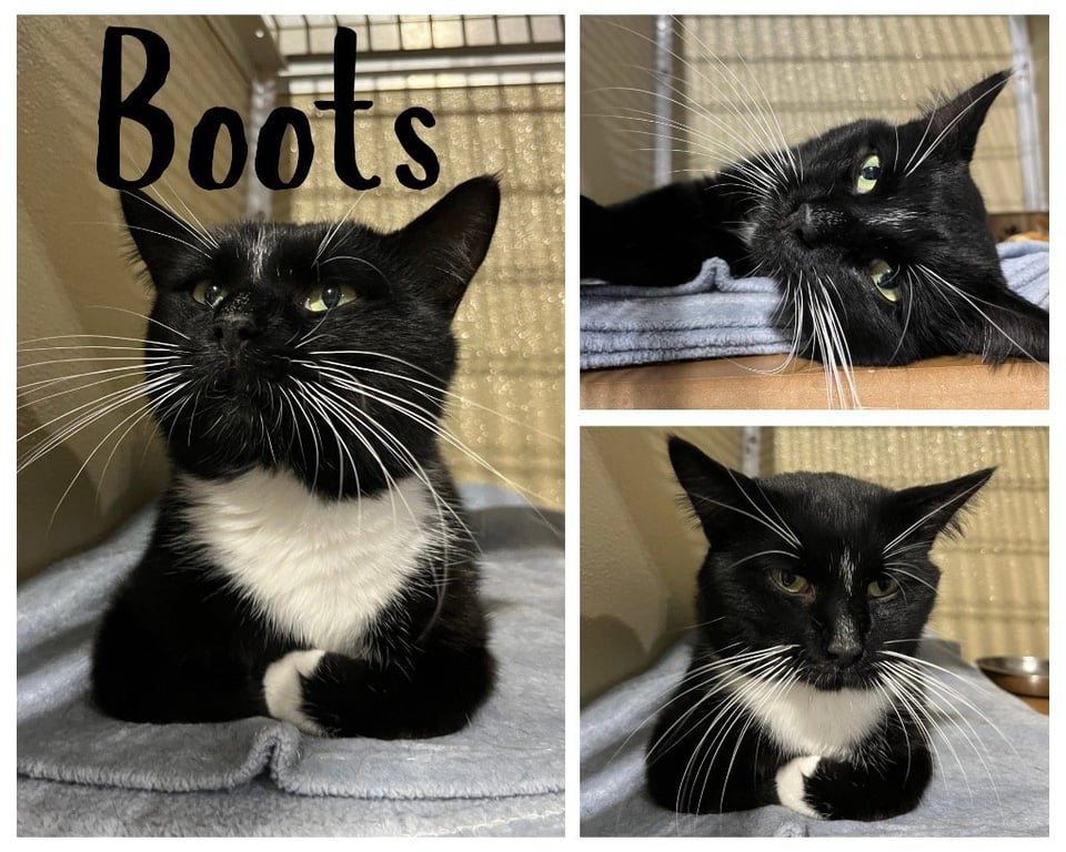 Boots Image