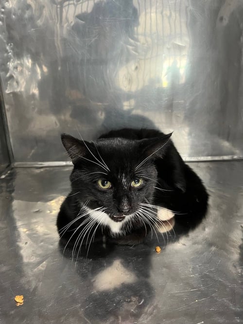 BOOTS - Domestic Short Hair available for adoption
