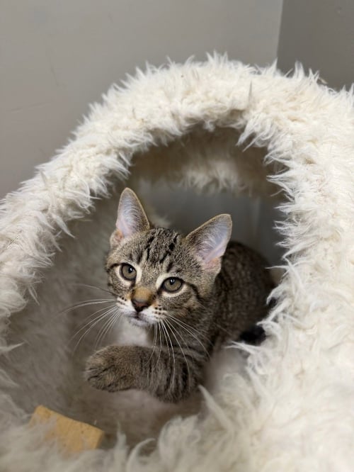 KING TUT - Domestic Short Hair available for adoption