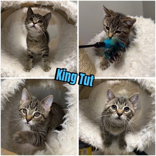 KING TUT - Domestic Short Hair available for adoption