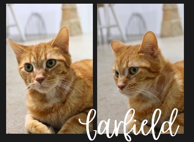 GARFIELD - Domestic Short Hair available for adoption