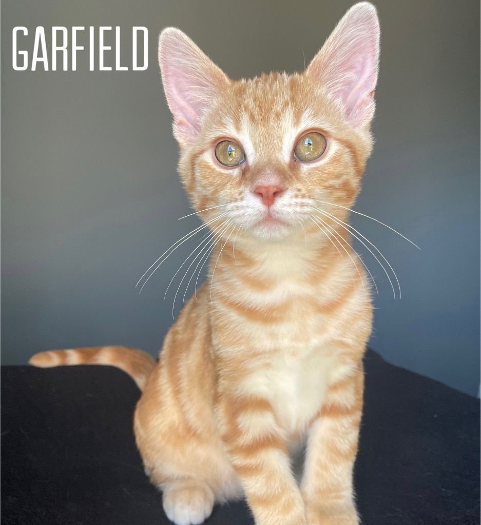 GARFIELD - Domestic Short Hair available for adoption