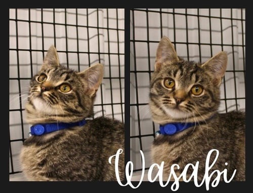 WASABI - Domestic Short Hair available for adoption