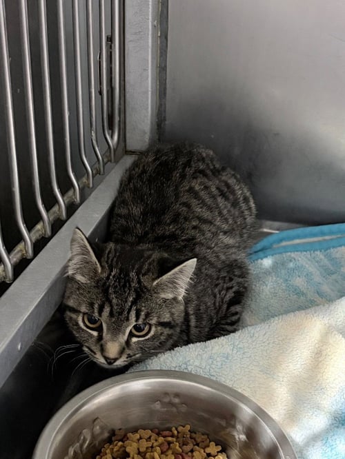 WASABI - Domestic Short Hair available for adoption