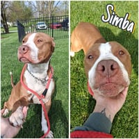 Simba - Photo 1