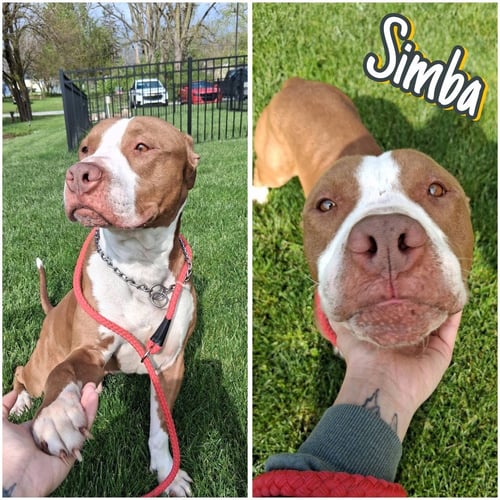 SIMBA - American Staffordshire Terrier available for adoption