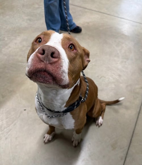 SIMBA - American Staffordshire Terrier available for adoption