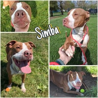 Simba - Photo 1