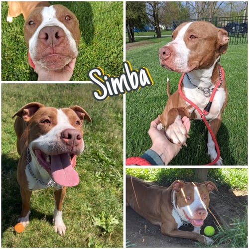 SIMBA - American Staffordshire Terrier for adoption in Fort Wayne