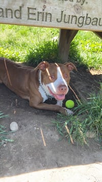 Simba - Photo 2
