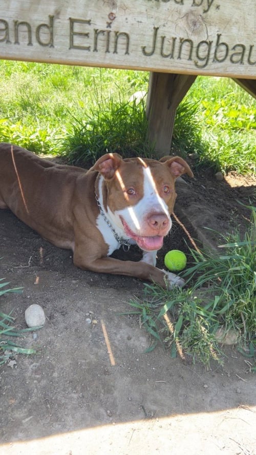 SIMBA - American Staffordshire Terrier available for adoption
