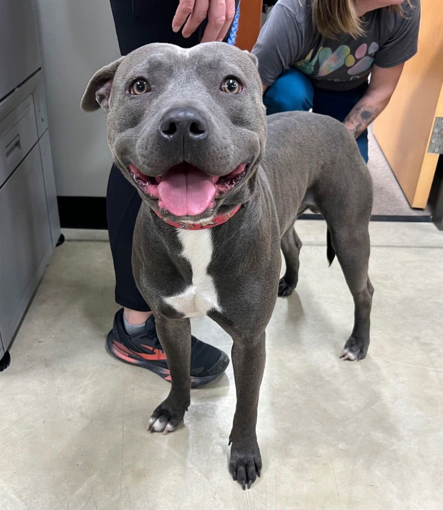 JACKSON - American Staffordshire Terrier available for adoption