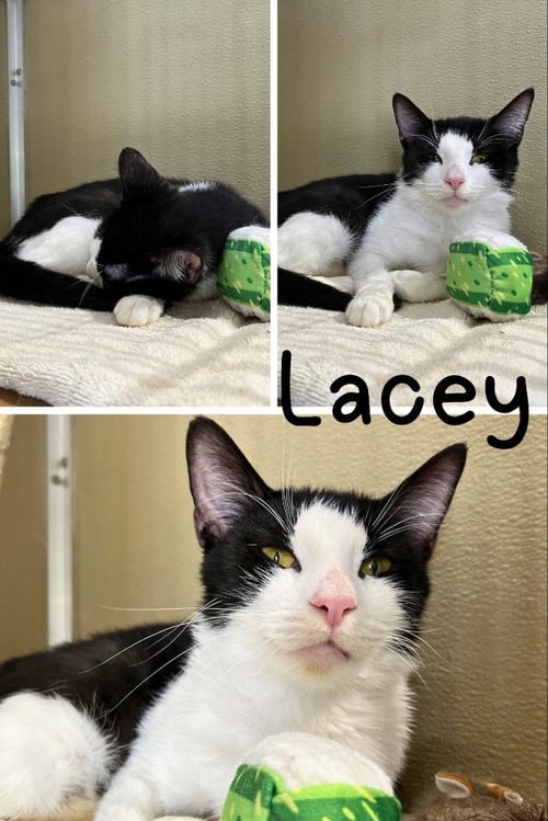 LACEY - Domestic Short Hair for adoption in Fort Wayne