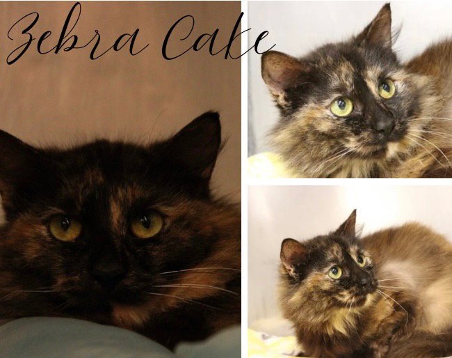 Zebra Cake- Fee Waived Image