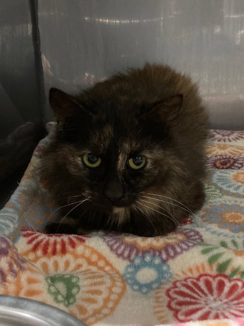 ZEBRA CAKE- FEE WAIVED - Domestic Medium Hair available for adoption